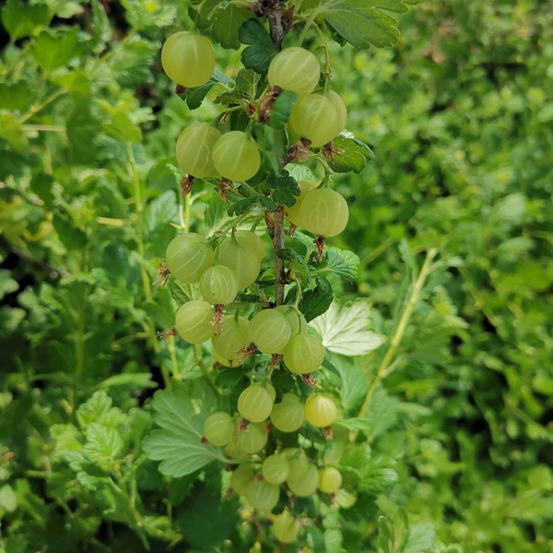 采缇(caiti) 辽宁灯笼果 当季醋栗酸梅 绿酸子粒刺果酸钉子刺梨酸掉渣