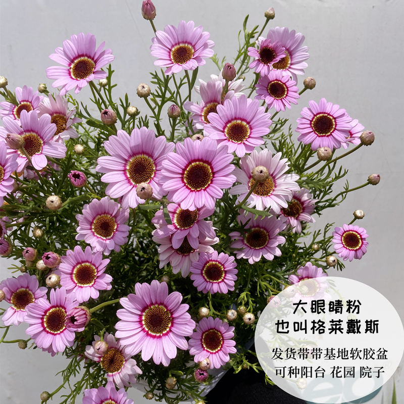 玛格丽特花苗雏菊盆栽多年生春夏开阳台和花园盆原土带花 大眼睛粉色