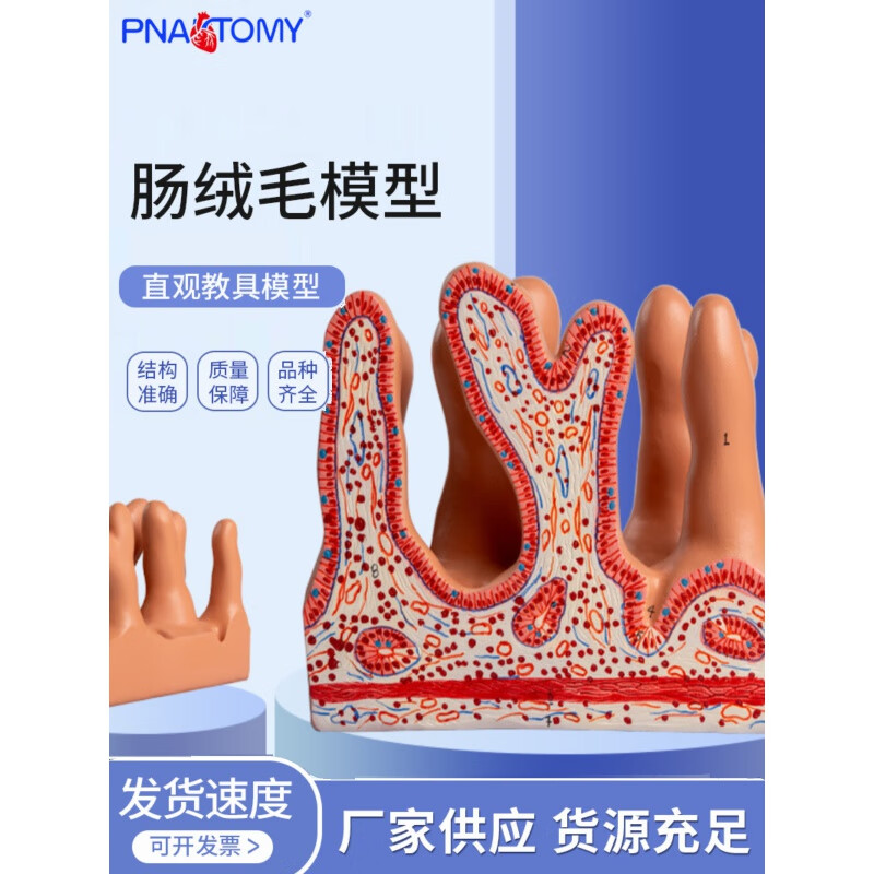 pnatomy普奈特 肠绒毛放大模型 消化解剖教具 空肠小肠绒毛教