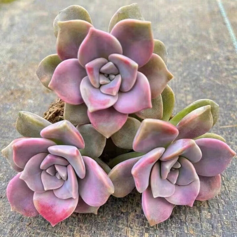 紫乐多肉老桩多肉植物批发阳台庭院适合新手超好养活 紫乐3颗(5-8厘米