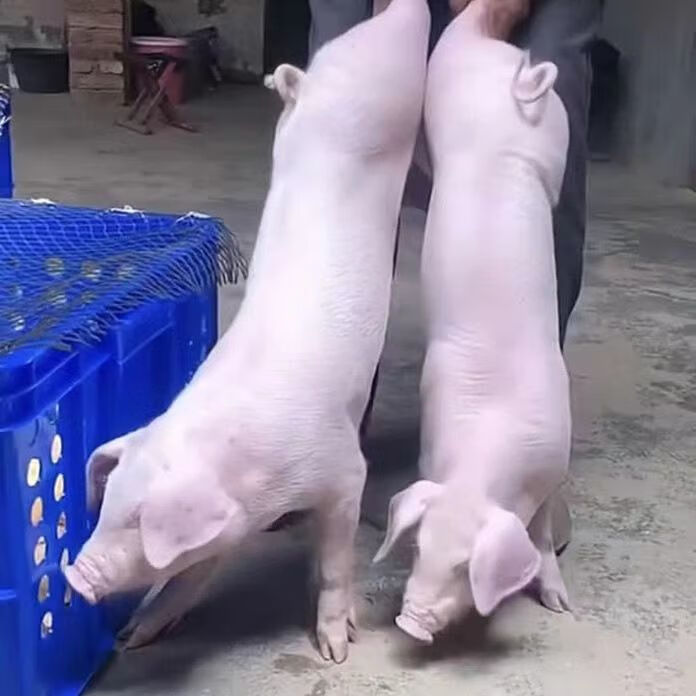 长白母猪大白二元母猪高产长太二元母猪白母猪小猪崽活体猪仔批发