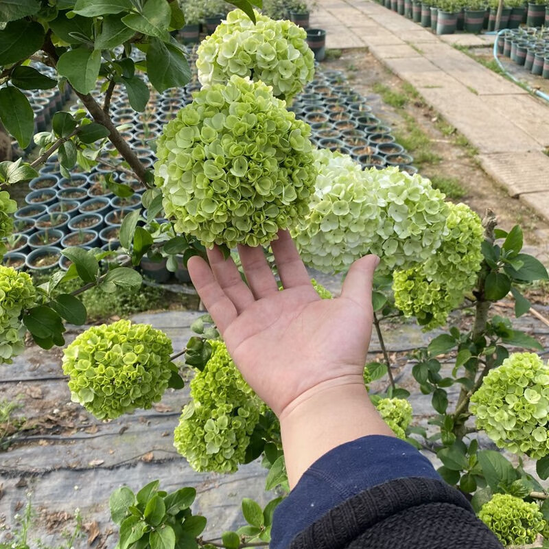 中华木绣球大花斗球庭院植物花园花镜乔木木本绣球花天目琼花麻叶绣球