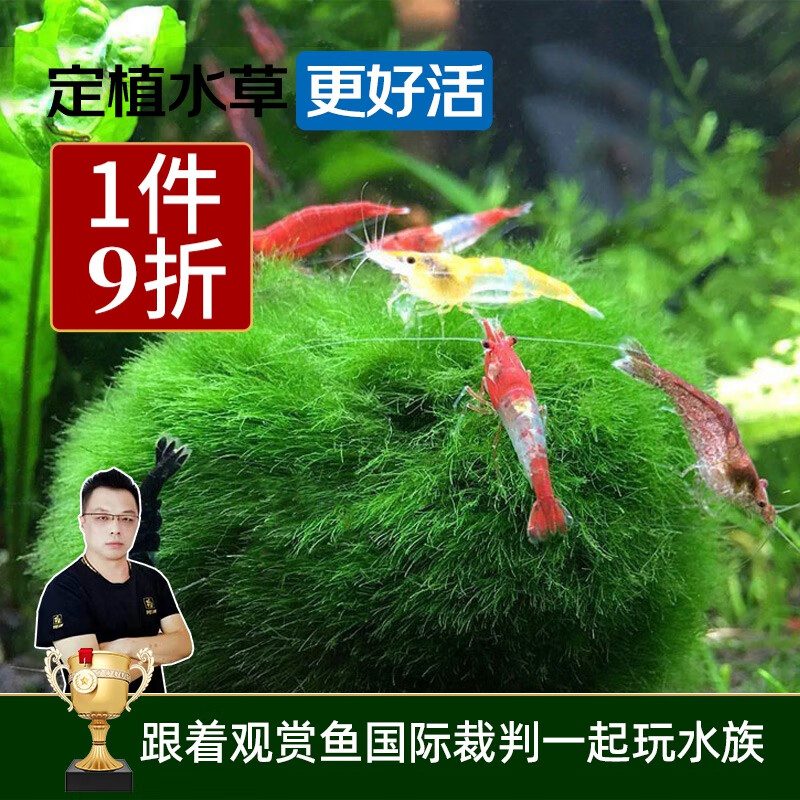 云峰海瑞 鱼缸造景真活体水草草坪水草种子鱼缸草缸造景水族箱装饰前景水草 绿藻球（观赏虾蟹喜欢的天然食物）怎么看?