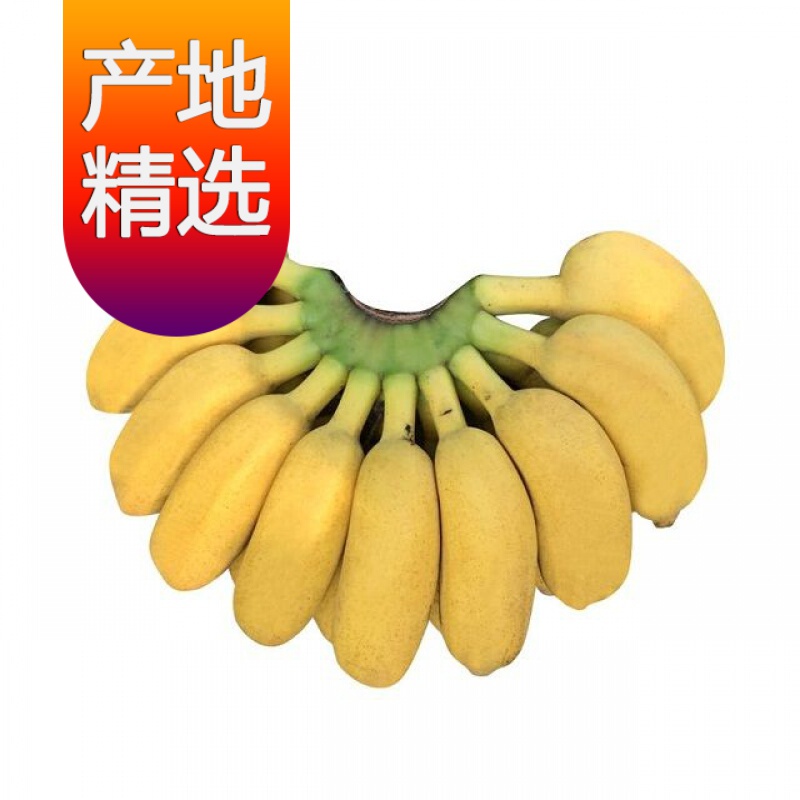 【精选S级】广西小米蕉9斤/5斤/3斤小鸡蕉/米蕉/小香蕉芭蕉 3斤小米蕉 精选级小米蕉