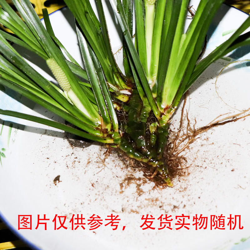 石菖蒲野生环境多年生老根丛苗盆栽桌摆绿植假山龟缸生态雨林造景 5至