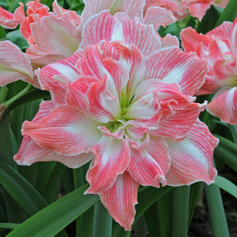 百萌美丽仙女进口朱顶红种球多年生球根观花植物盆栽地栽花卉 开花球