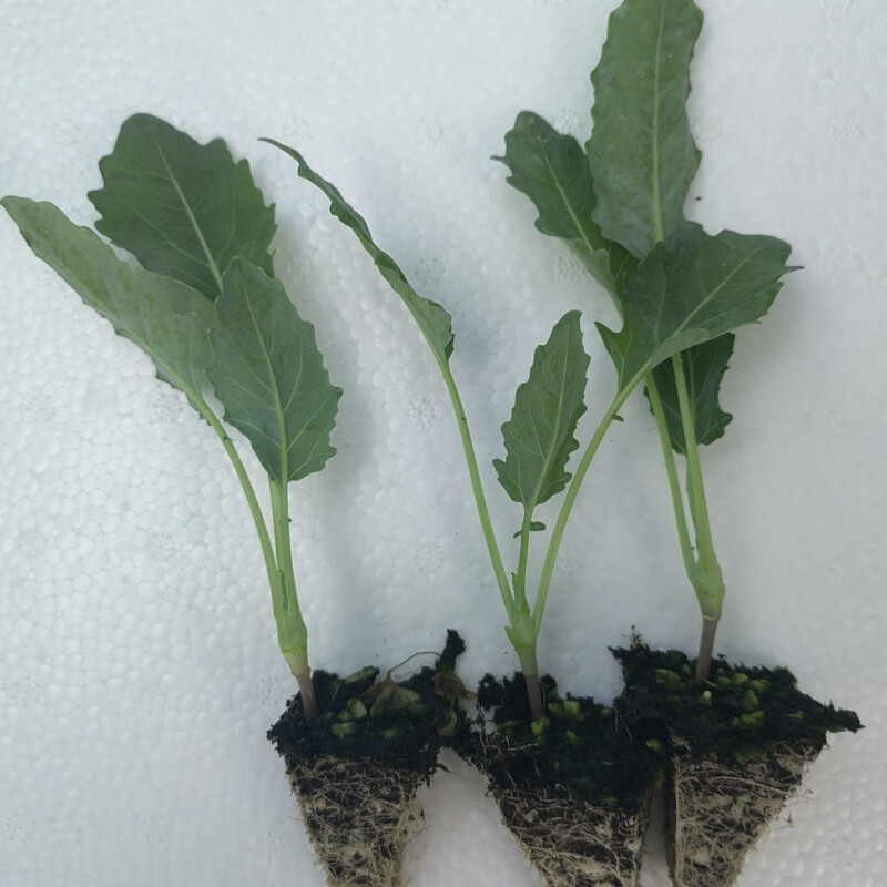 禾之润云南青苤兰秧苗四季种植苤蓝苗高产蔬菜苗水果苤蓝大苗带土发货