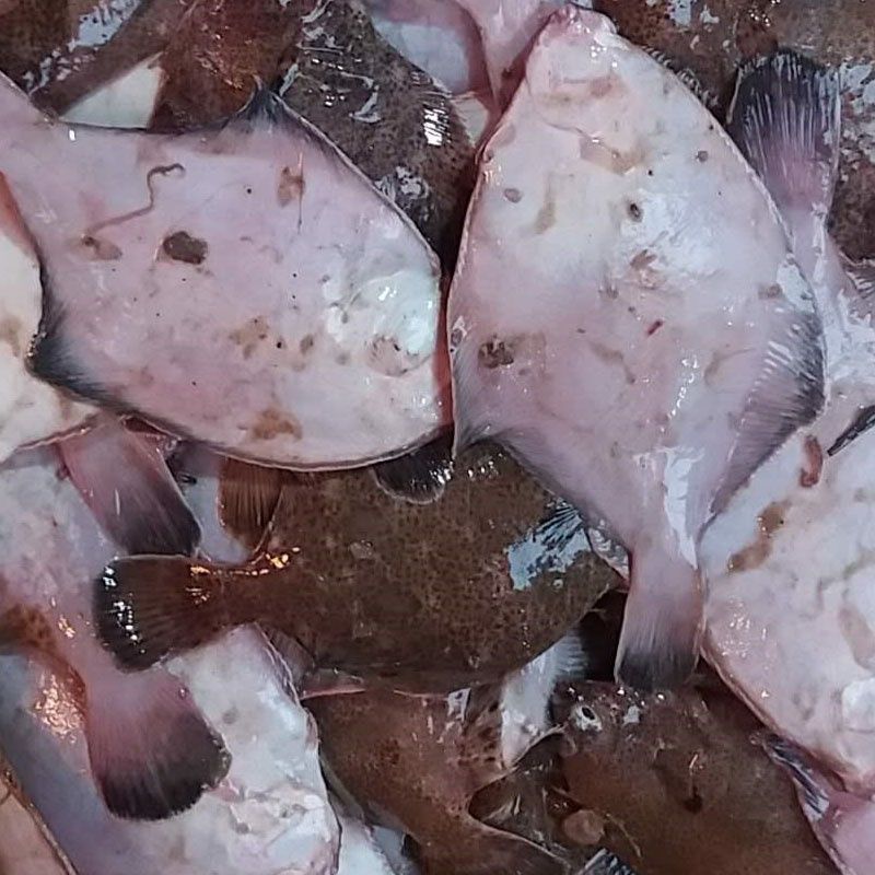 顺鑫贝 青岛鼓眼鱼鲜活古眼鱼新鲜高眼鱼比目鱼每斤3条海鲜批发