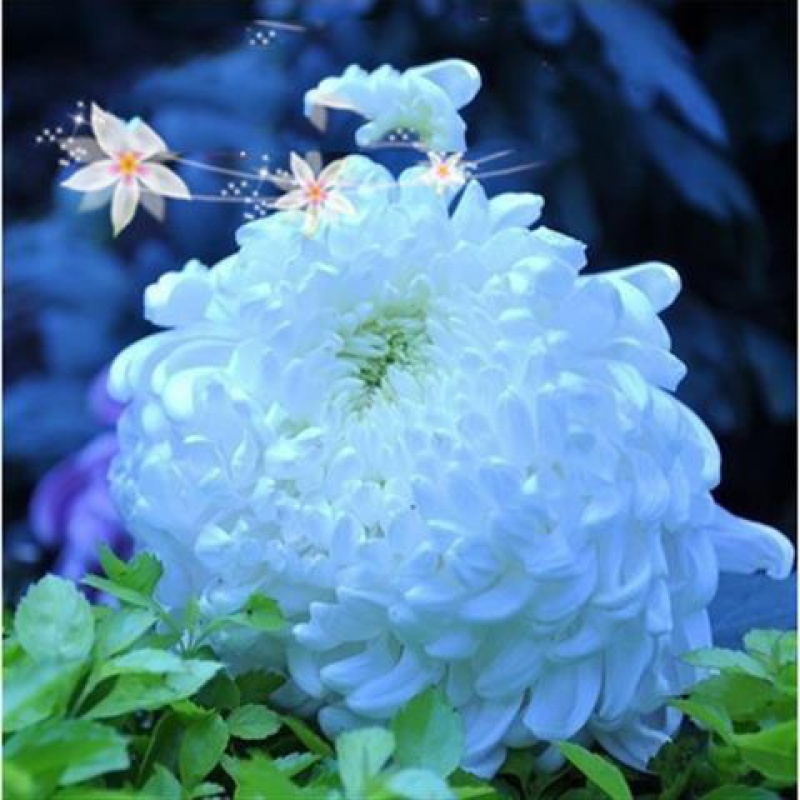 蓝色妖姬 菊花小苗16颗【 肥料 生根粉】