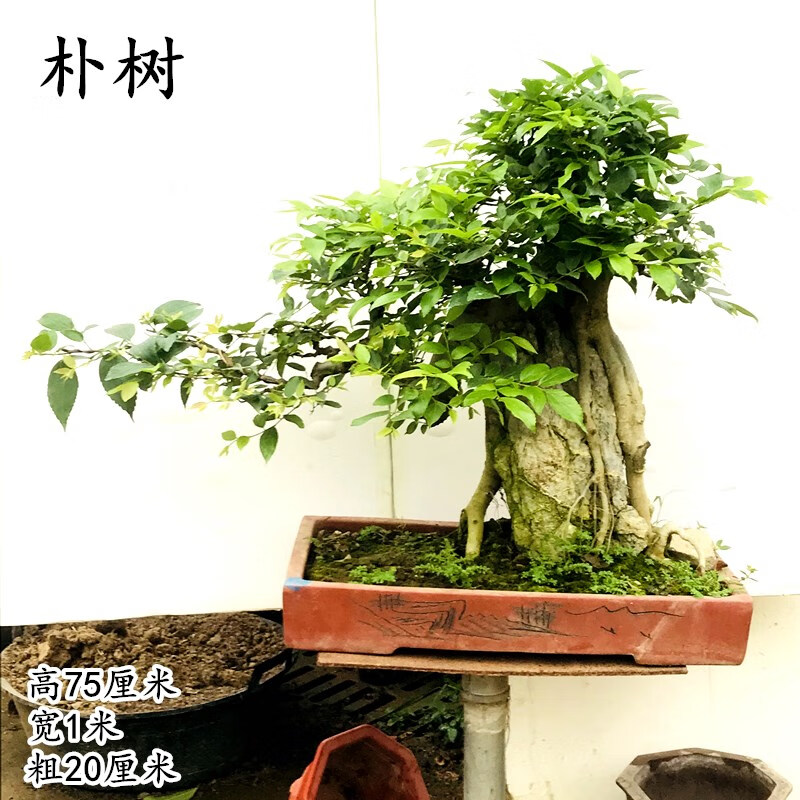 抱石朴树盆景植物盆栽花卉庭院阳台摆放南北适宜耐寒耐旱好养护黑 浅