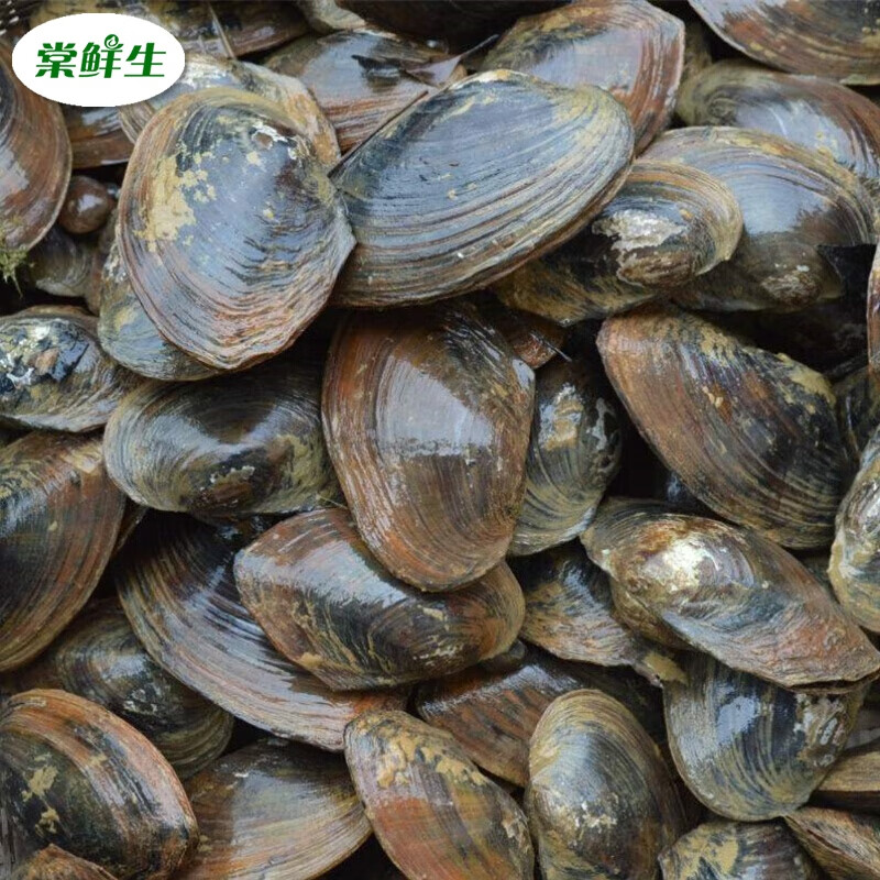 鲜太公 河蚌水库河贝活河蚌食用河蚌带壳河蚌淡水可养3斤/6斤不包 3斤