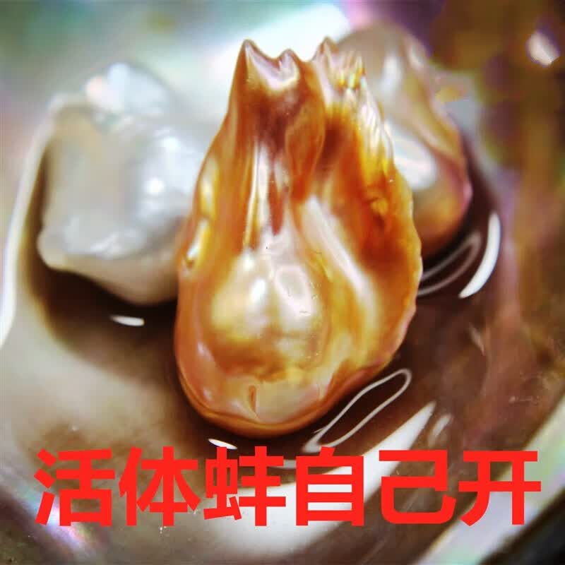 甘夏 淡水珍珠河蚌开蚌 取异形巴洛克珍珠自己diy鲜活可养 炫彩超巴一