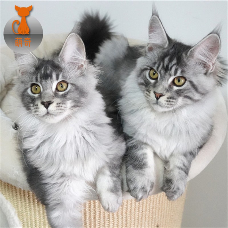 缅因猫幼猫大体型宠物猫幼体活物纯种赛级大型银虎斑缅因棕虎斑纯黑三花缅因猫活体小猫可以上门挑选 C-宠物级使用感如何?