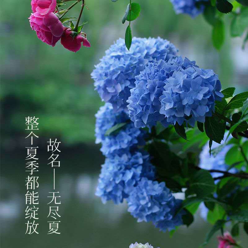 2加仑无尽夏(蓝色) 不含盆