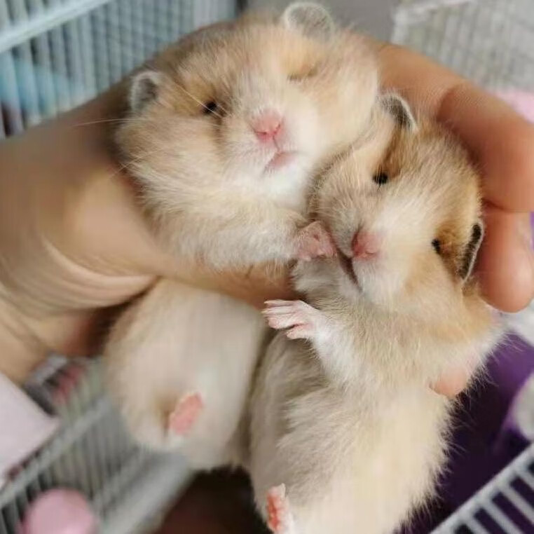 【家养】长毛金丝熊仓鼠活体温顺易上手适合宿舍家庭饲养的小动物