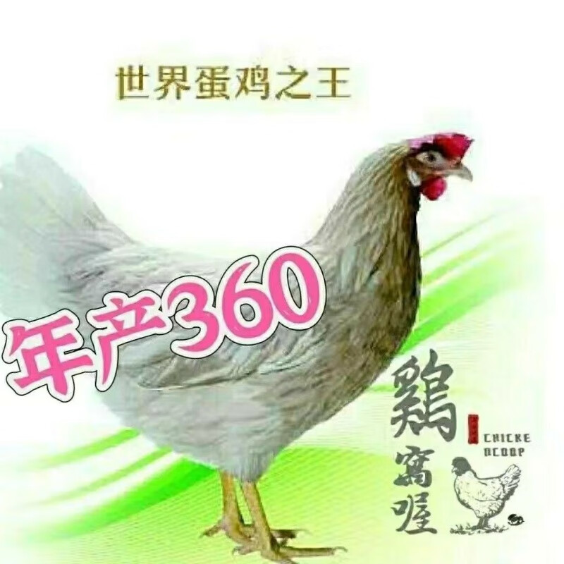 海兰灰产蛋鸡 高产下蛋鸡活体土鸡母鸡 草鸡白羽公鸡雏鸡活海兰灰 四