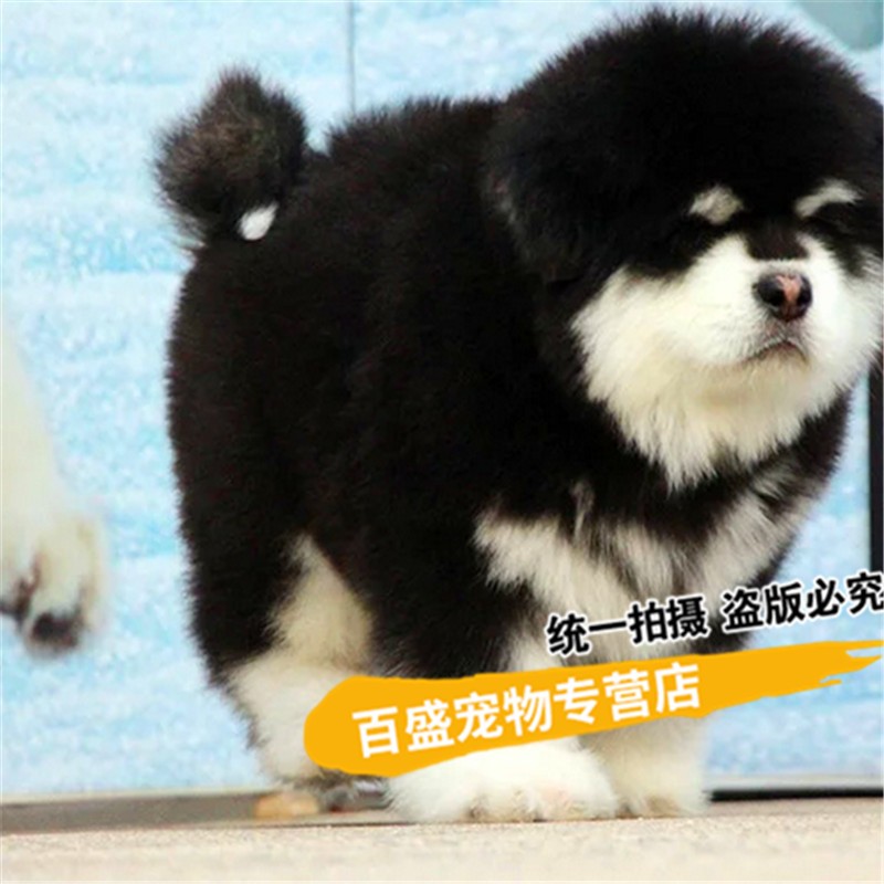 大型犬 相关京东优惠商品排行榜 3 价格图片品牌优惠券 虎窝购