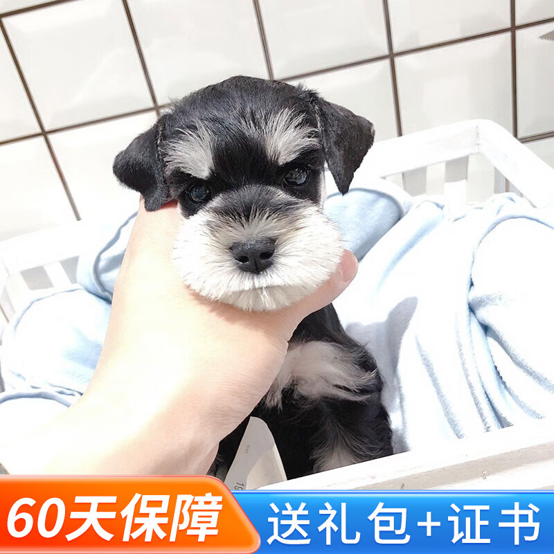 玄宠雪纳瑞幼犬活体宠物狗狗雪纳瑞幼崽迷你体椒盐色黑色白色茶杯体