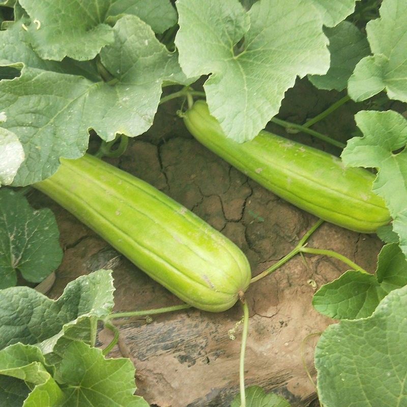 春枝韵青龙菜瓜种子 脆瓜梢瓜种子 甜脆清香生食凉拌腌制高产蔬菜种子