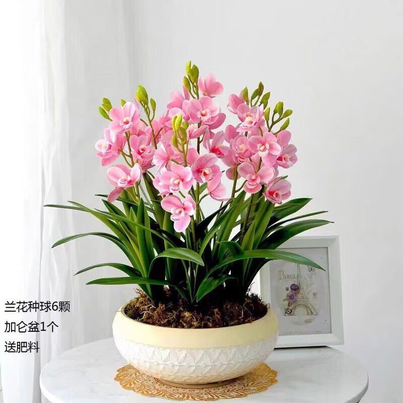 多色兰花香超大花兰花四季开花浓香型名贵盆栽绿植 兰花球6颗+加仑盆+肥属于什么档次？