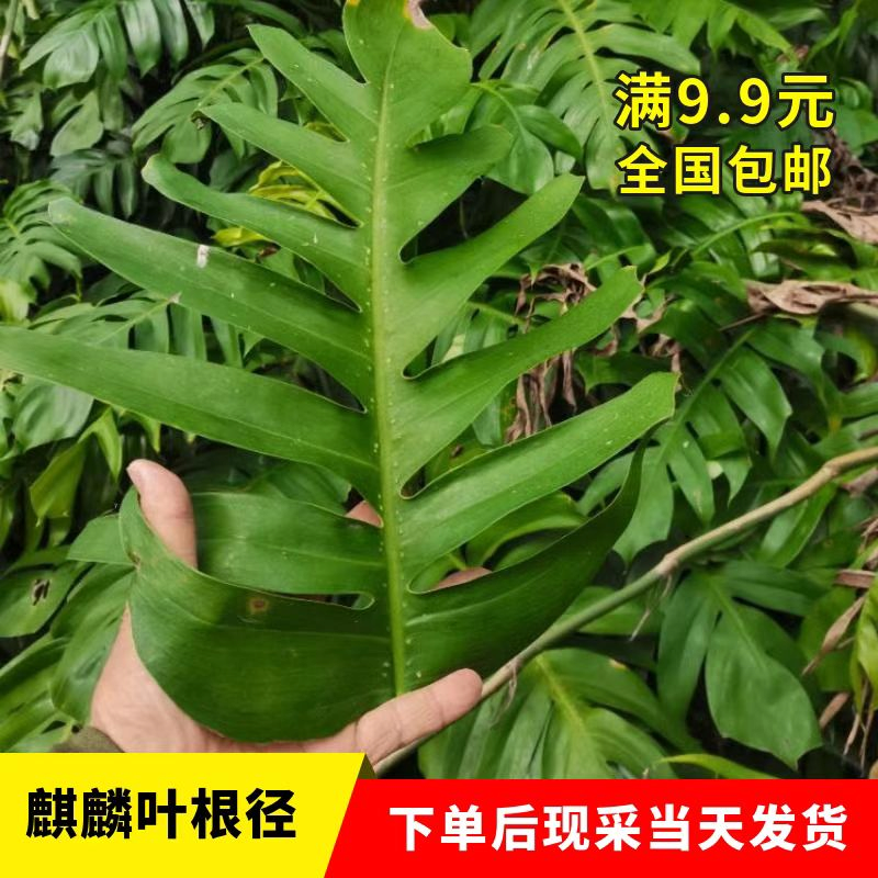 麒麟叶老桩麒麟尾爬树龙飞天蜈蚣百足藤四季常绿观叶绿植 绿色 新鲜