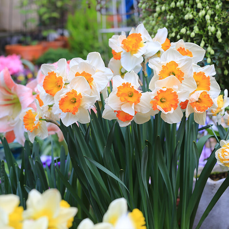 言清进口重瓣水仙花种球 室内盆栽水养植物耐寒花卉洋水仙年宵花卉 洋