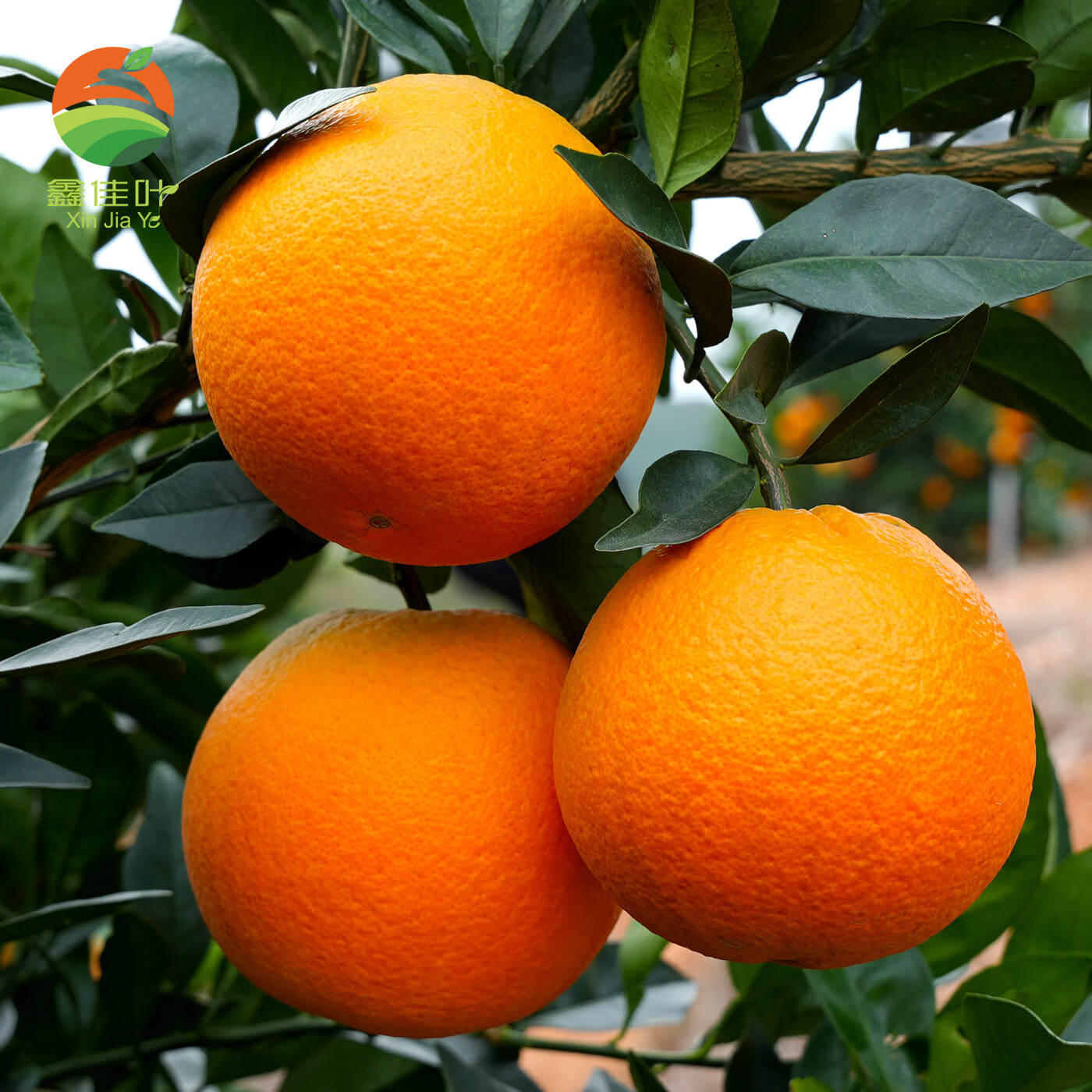 鑫佳叶（xingjiaye）湖南纽荷尔脐橙 新鲜橙子 中果 65-70mm 4.5斤
