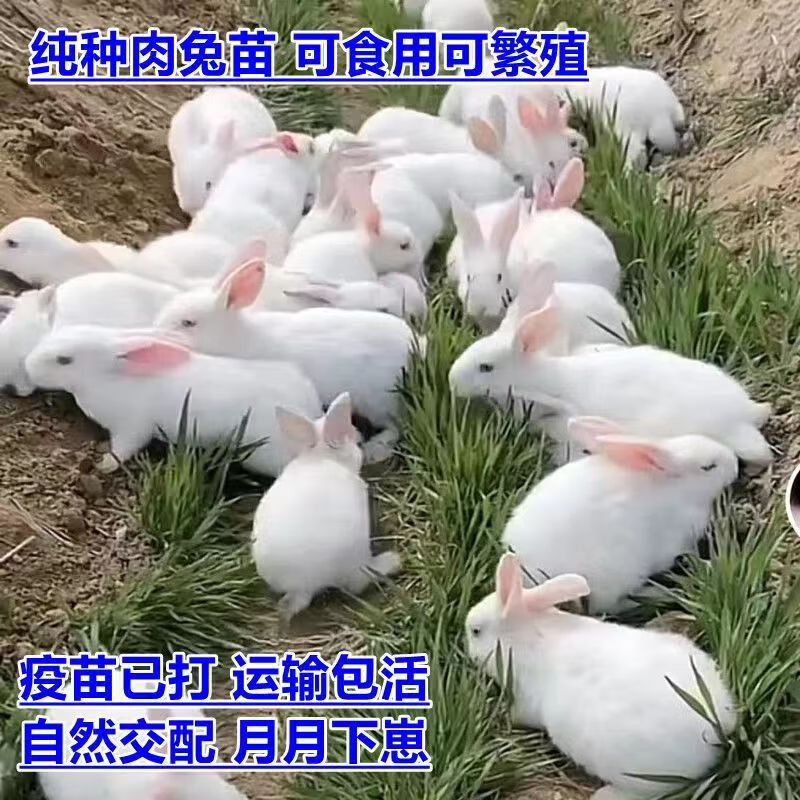【兔】大型肉兔活物月月兔子活新西兰肉兔花巨兔家兔可繁 (养殖饲料)