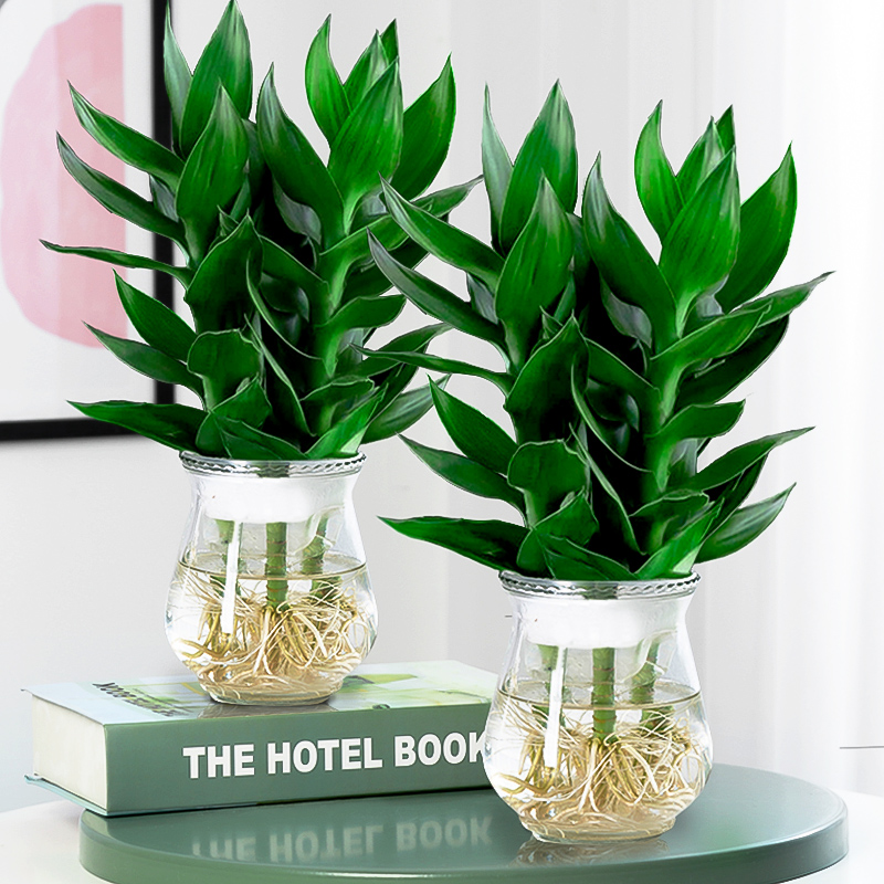 绿植盆栽历史价格查询|绿植盆栽价格走势