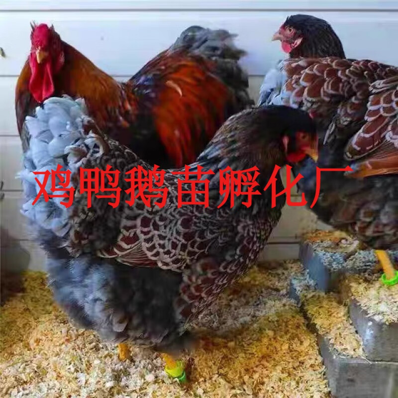 怀特鸡种蛋鱼鳞鸡种蛋鸡蛋受精卵观赏可孵化怀恩鸡受精蛋怀恩多特 5枚