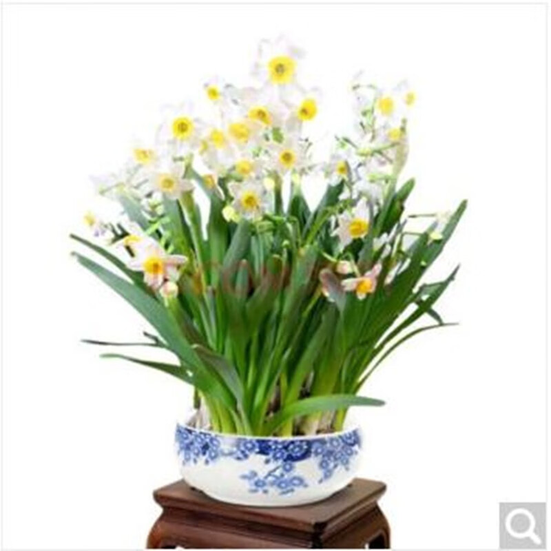 仟草集水仙花种球水培室内花卉水仙花绿植水培花卉种球盆栽植物土培