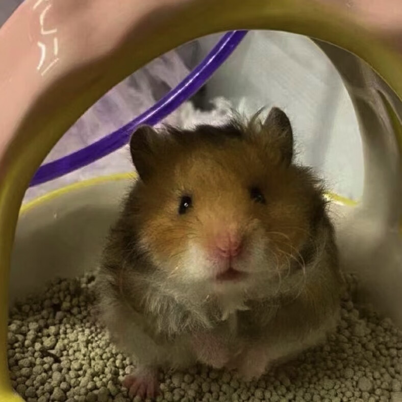 【家庭富养】卷毛金丝熊家养仓鼠活体卷毛白熊纯银蜜色波利金丝熊