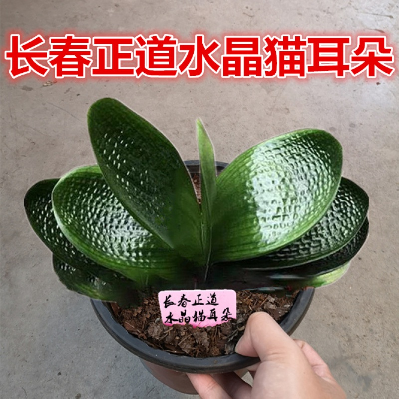 花姬 长春精品君子兰 水晶猫耳朵短宽叶油匠 粗筋麻脸圆头和尚盆栽