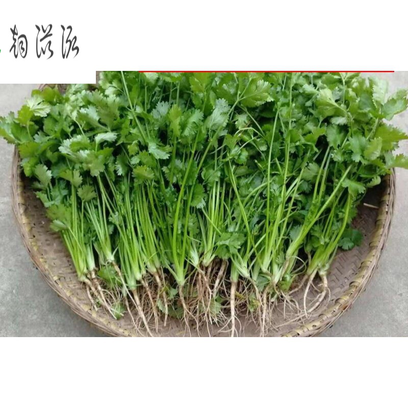 湖北特产新鲜香菜嫩小芫荽农家自种露天蔬菜时令青菜1500g