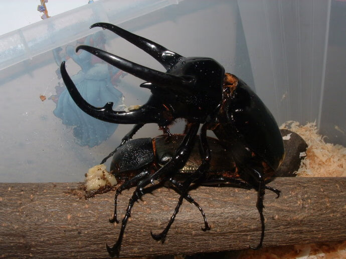 虹弦见南洋大兜虫 南洋cc幼虫 l1 l2 l3 异宠 昆虫 甲虫 另类宠物活体