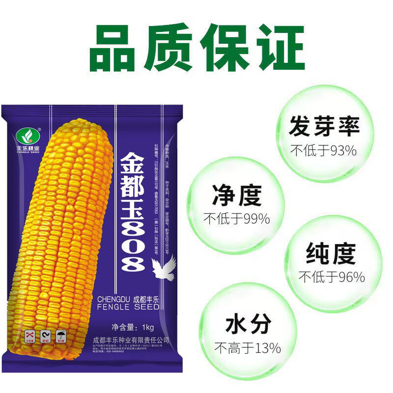 禾之润金都玉808高产杂交玉米种籽粮食饲料大棒云南正大808包谷种子