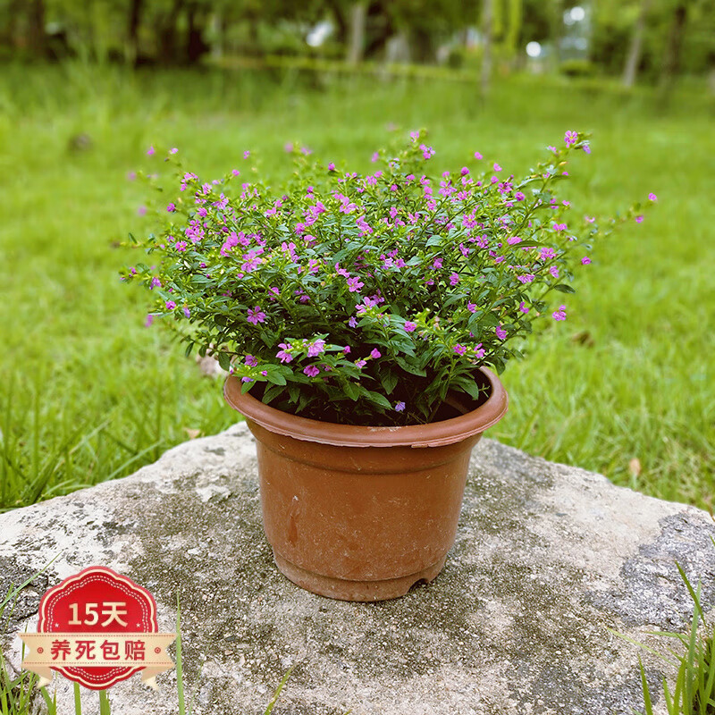 蝴蝶之舞 满天星盆栽阳台室内客厅好养花卉绿植四季开花不断带花观花