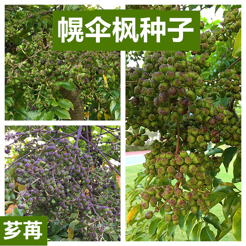 芗苒幌伞枫种子林木种籽广伞枫晃伞枫种籽幸福树罗伞枫四季播种 幌伞