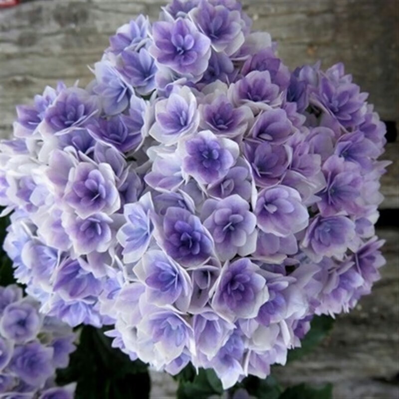 灏松绣球花苗无尽夏四季开花花卉植物盆栽室内阳台庭院植物八仙花耐寒