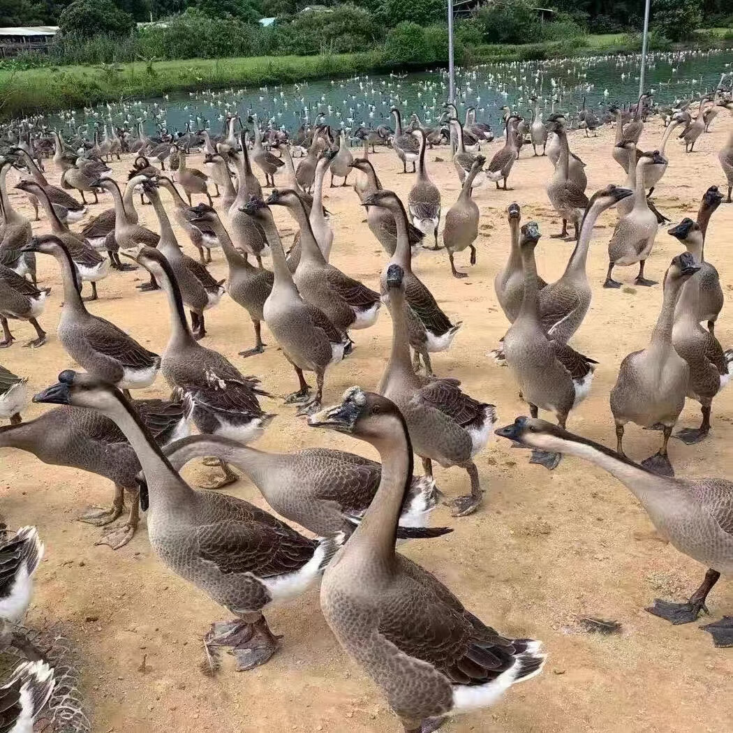 黑棕鹅活苗马岗鹅大种杂交鹅阳江鹅苗大白沙鹅苗灰鹅小苗