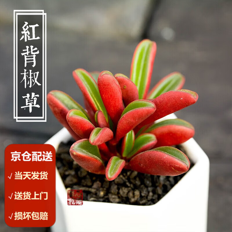 墨一【送货上门】红背椒草多头群生多肉植物盆栽肉肉新手植物带盆 红