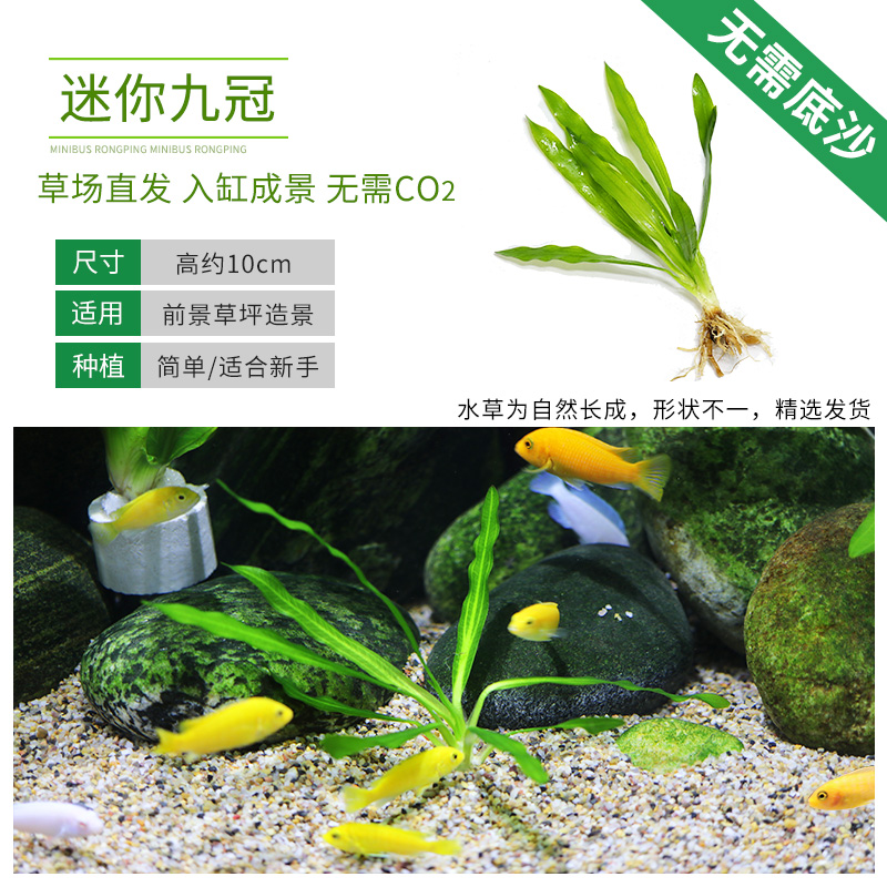 九冠 相关京东优惠商品价格升序排行榜 价格图片品牌优惠券 虎窝购 九冠 相关京东优惠商品价格升序排行榜 价格图片品牌优惠券 虎窝购