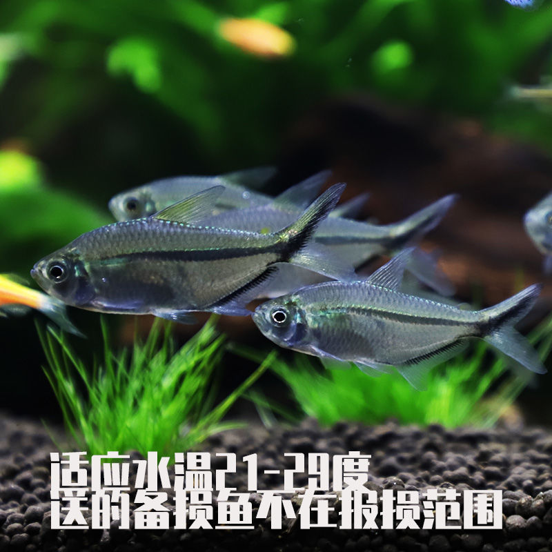 黑尾大勾鱼黑尾扯旗灯科鱼草缸鱼群游鱼热带鱼观赏鱼淡水鱼红绿灯 1.