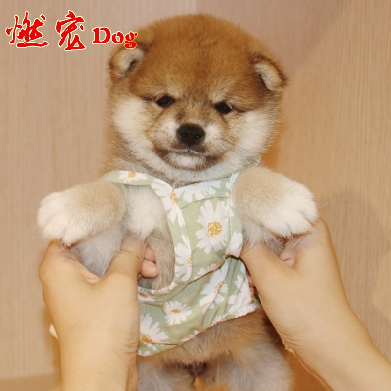 纯种柴犬宠物狗狗短毛犬赤柴多只可挑选免疫做齐健康中型犬温顺好养