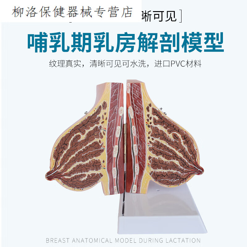 哺乳期女性乳房解剖模型静止期胸部结构模具病变病理剖