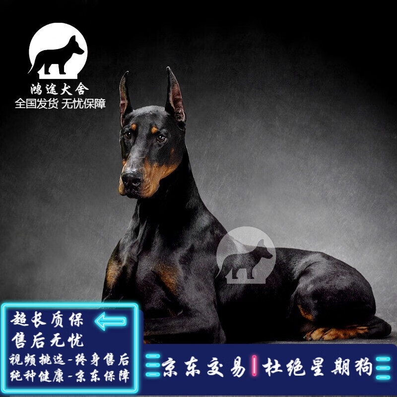 采缇(caiti)纯种杜宾犬幼犬活体狗杜宾宠物狗活体狗幼崽大型犬狗活物