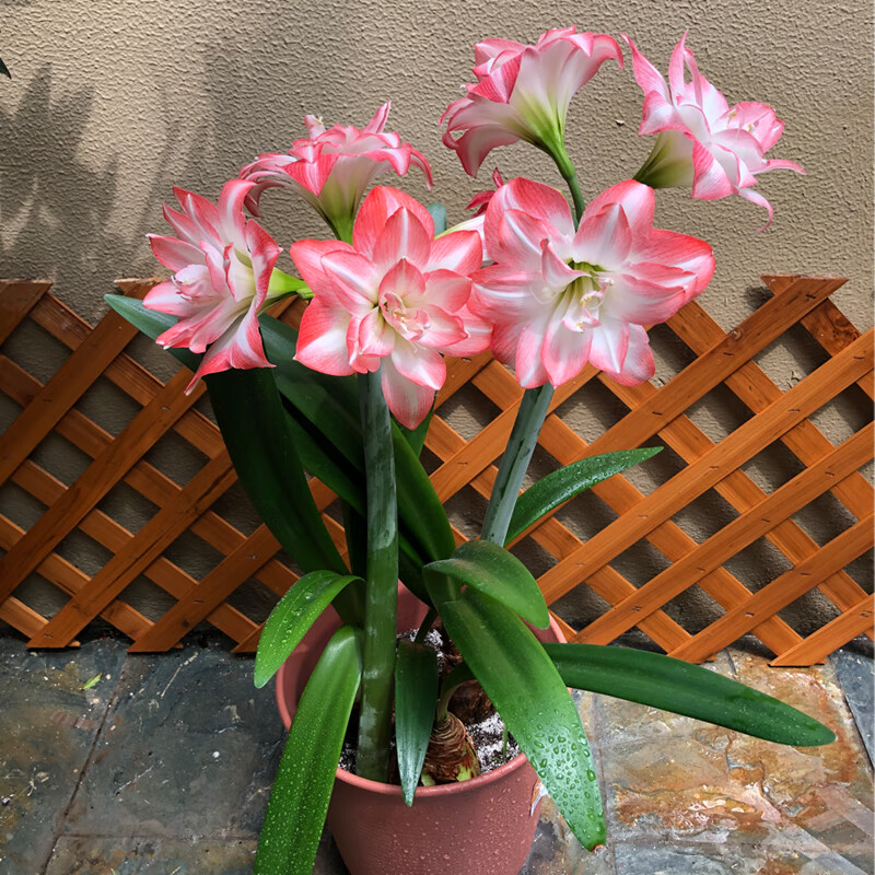 大花阿弗雷秘鲁南非多年生阳台庭院地盆栽花卉 朱顶红花孔雀24~26cm