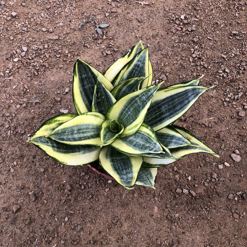 麦桑荷哈尼荷花兰虎皮兰小盆栽办公室家庭室内桌面小绿植净化空气吸