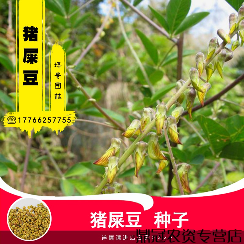 猪屎豆种子太阳麻种子椭圆叶猪屎豆三圆叶猪屎豆种籽护坡灌木种子菜友