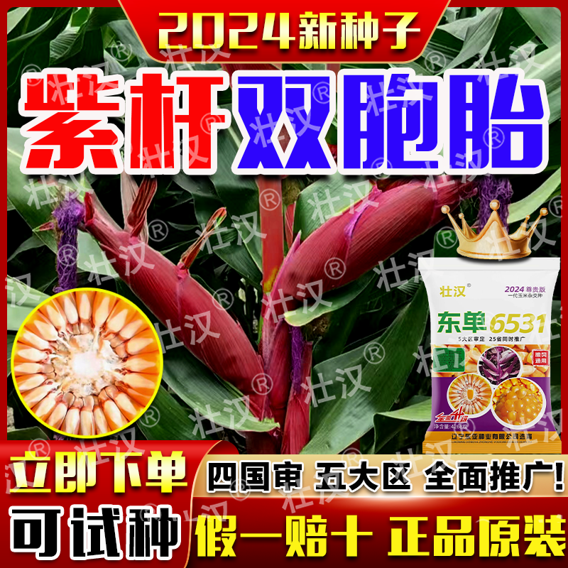 国审玉米种子稳产大棒矮杆抗倒抗旱涝抗病南北方苞谷种双棒新品种